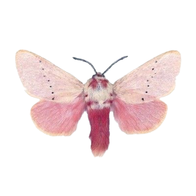 mariposa rosa